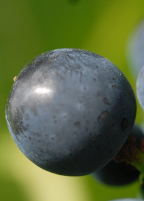 Fruehburgunder ANT 0393